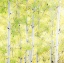 Picture of WYOMING-JACKSON-GRAND TETON NATIONAL PARK AND FALL COLORS ON ASPEN TREES