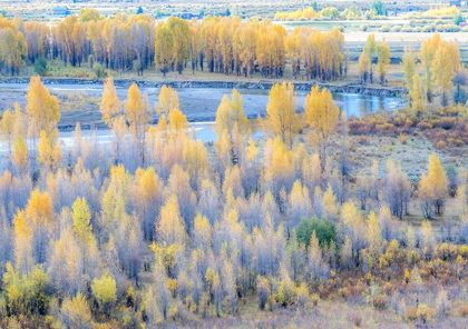 Picture of WYOMING-BUFFALO FORK RIVER AND COTTONWOODS IN FALL COLOR