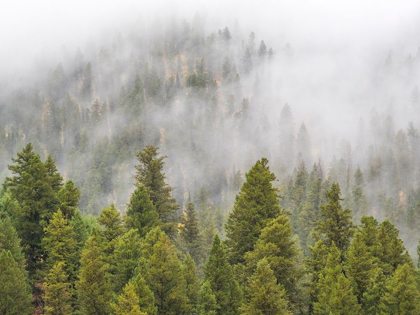 Picture of WYOMING-HOBACK-CLOUDS INTERMINGLING WITH EVERGREENS ON RAINY MORNING