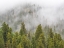 Picture of WYOMING-HOBACK-CLOUDS INTERMINGLING WITH EVERGREENS ON RAINY MORNING