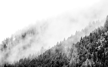 Picture of WYOMING-HOBACK-CLOUDS INTERMINGLING WITH EVERGREENS ON RAINY MORNING IN BLACK AND WHITE