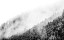 Picture of WYOMING-HOBACK-CLOUDS INTERMINGLING WITH EVERGREENS ON RAINY MORNING IN BLACK AND WHITE