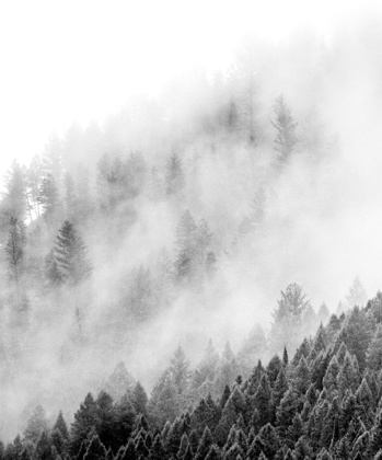 Picture of WYOMING-HOBACK-CLOUDS INTERMINGLING WITH EVERGREENS ON RAINY MORNING IN BLACK AND WHITE