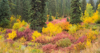 Picture of WYOMING-HOBACK FALL COLORS ALONG HIGHWAY 89 WITH DOGWOOD-WILLOW-EVERGREENS-ASPENS