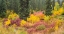 Picture of WYOMING-HOBACK FALL COLORS ALONG HIGHWAY 89 WITH DOGWOOD-WILLOW-EVERGREENS-ASPENS