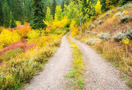 Picture of WYOMING-HOBACK FALL COLORS ALONG HIGHWAY 89 AND GRAVEL ROAD-WITH DOGWOOD-WILLOW-EVERGREENS-ASPENS