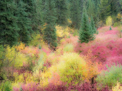 Picture of WYOMING-HOBACK FALL COLORS ALONG HIGHWAY 89 WITH DOGWOOD-WILLOW-EVERGREENS-ASPENS