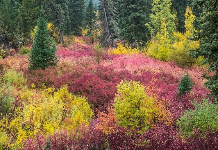 Picture of WYOMING-HOBACK FALL COLORS ALONG HIGHWAY 89 WITH DOGWOOD-WILLOW-EVERGREENS-ASPENS