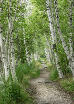 Picture of SUMMER PATH I
