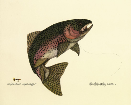 Picture of RAINBOW TROUT