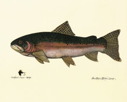 Picture of STEELHEAD TROUT