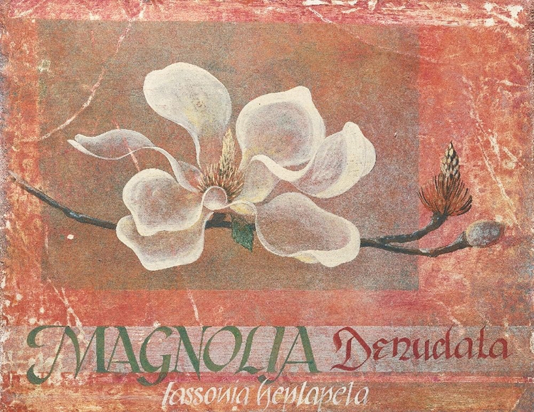 Picture of WHITE MAGNOLIA