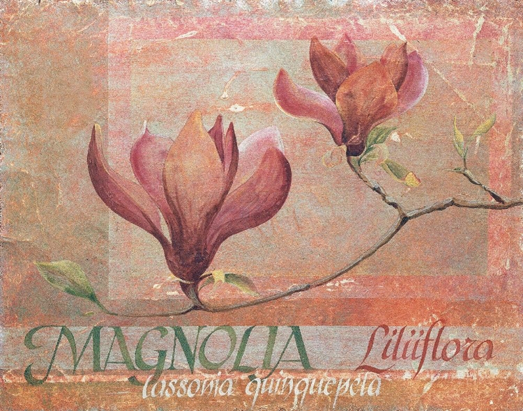 Picture of RED MAGNOLIA