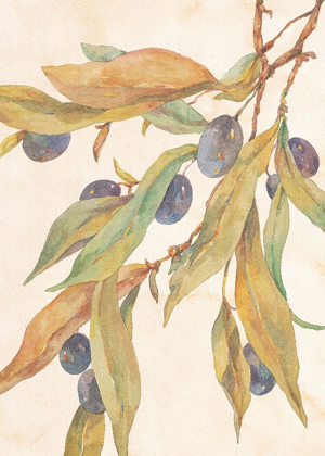 Picture of HANGING OLIVES