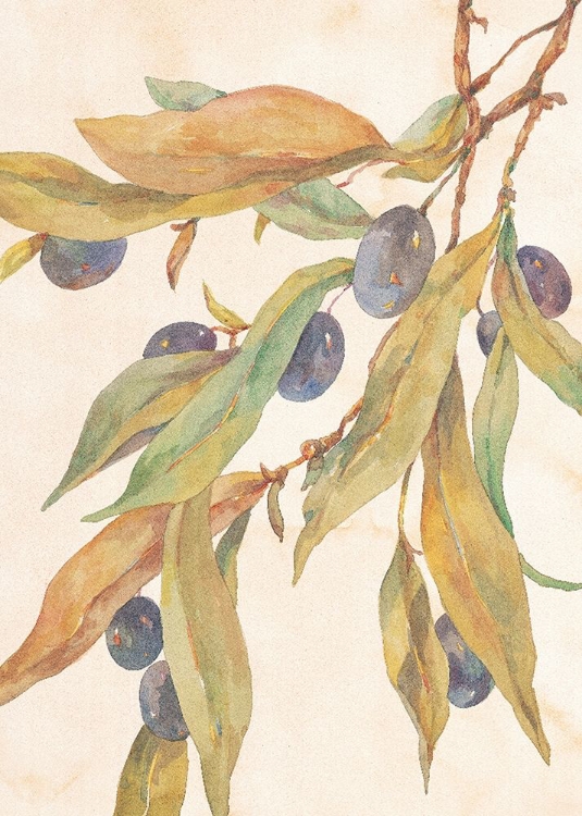 Picture of HANGING OLIVES