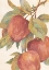 Picture of HANGING APPLES