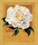Picture of WHITE ROSE I