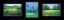 Picture of GOLF PALMS