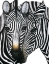 Picture of ZEBRA I
