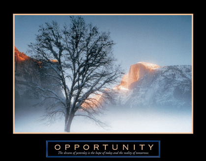 Picture of TREE - OPPORTUNITY