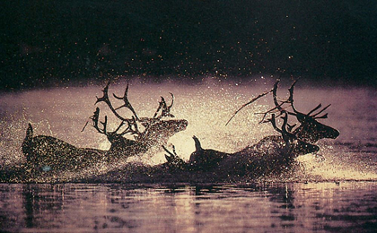 Picture of REINDEER SWIM