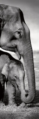 Picture of INDIAN ELEPHANTS