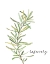 Picture of FRESH SPRIG ROSEMARY