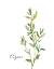 Picture of FRESH SPRIG THYME