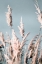Picture of PRETTY PAMPAS I