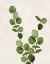 Picture of BOTANICAL WASH III