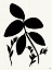 Picture of SILHOUETTE GARDEN II