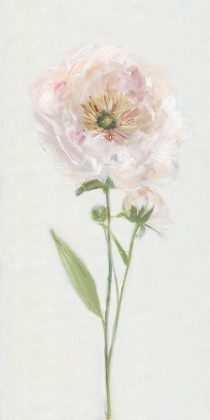 Picture of SINGLE STEM PEONY II