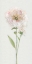 Picture of SINGLE STEM PEONY II