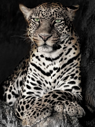 Picture of AFRICAN LEOPARD