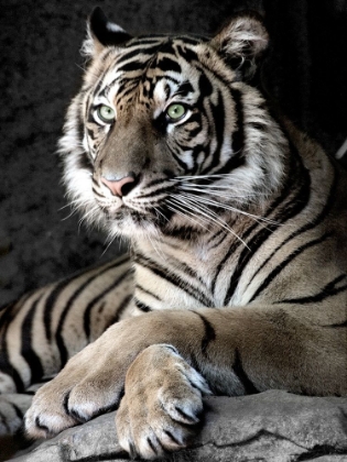 Picture of SUMATRAN TIGER