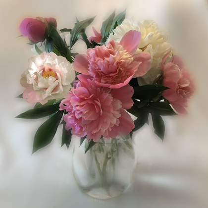 Picture of PEONY MAGIC II