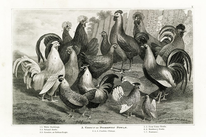 Picture of 1800S CHICKEN CHART