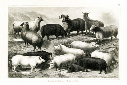 Picture of 1800S SHEEP AND PIG CHART