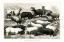 Picture of 1800S SHEEP AND PIG CHART