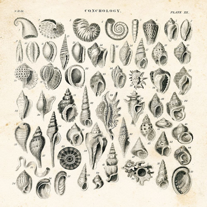 Picture of SHELL CHART I