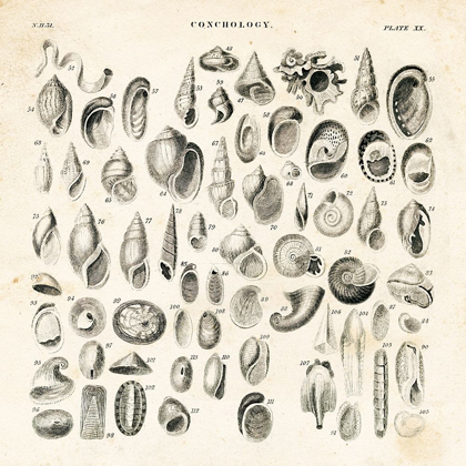Picture of SHELL CHART II