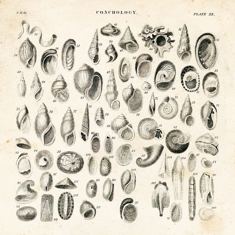 Picture of SHELL CHART II