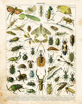 Picture of BUG CHART I