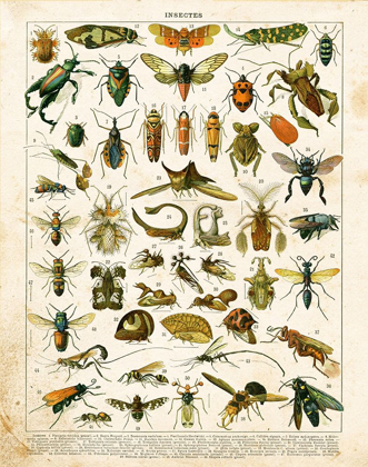 Picture of BUG CHART II