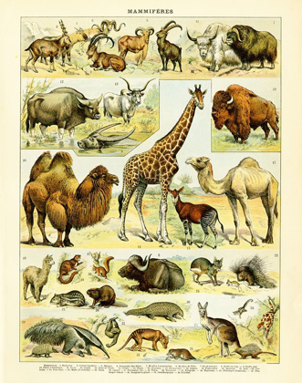 Picture of ANIMAL CHART I