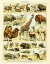 Picture of ANIMAL CHART I