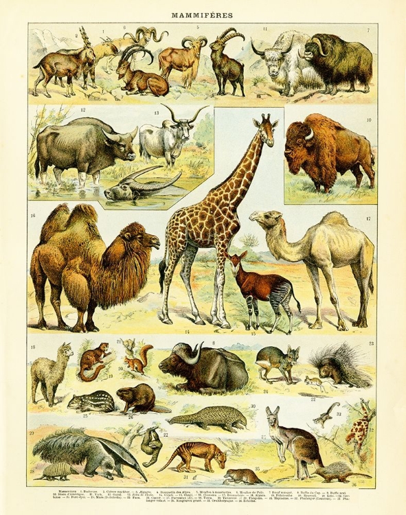 Picture of ANIMAL CHART I