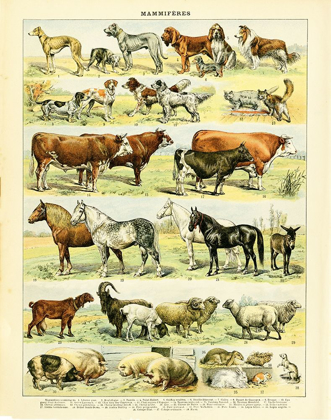 Picture of ANIMAL CHART II