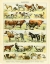 Picture of ANIMAL CHART II