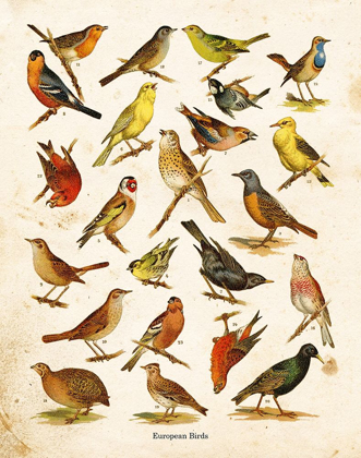 Picture of BIRD CHART I